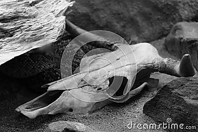 The snake skeleton head skeleton death snake bone skull background animal black white isolated Stock Photo
