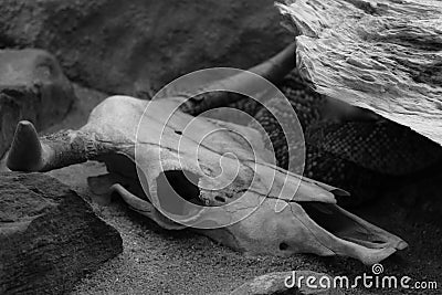 The snake skeleton head skeleton death snake bone skull background animal black white isolated Stock Photo