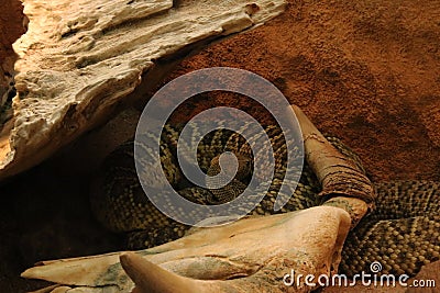 The snake skeleton head skeleton death snake bone skull background animal black white isolated Stock Photo