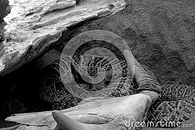 The snake skeleton head skeleton death snake bone skull background animal black white isolated Stock Photo