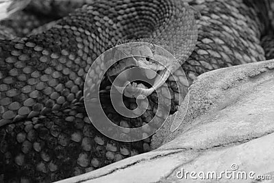 The snake skeleton head skeleton death snake bone skull background animal black white isolated Stock Photo