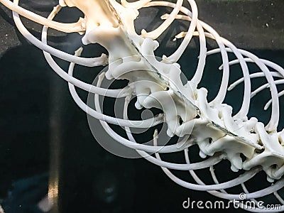 Snake skeleton of King Cobra (Ophiophagus hannah), the world's l Stock Photo