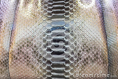 Snake Skin Stock Photo