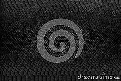 Snake skin background. Stock Photo