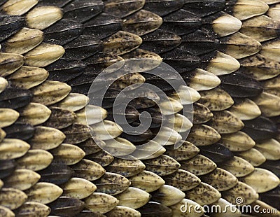 Snake Skin Stock Photo