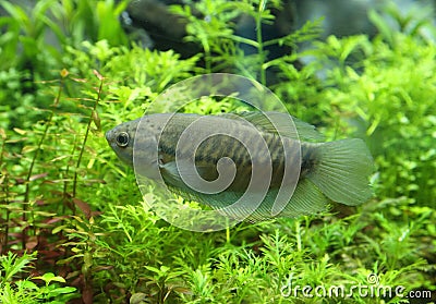 Snake skin gourami (Trichogaster pectoralis) Stock Photo