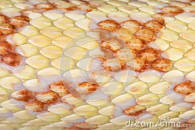 Snake skin macro Stock Photo