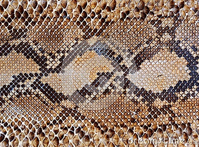 Snake skin pattern background Stock Photo