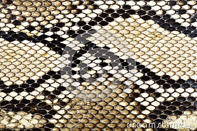 Snake skin python Stock Photo