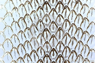 Snake skin, Snake molt Stock Photo