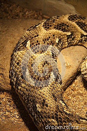 Snake skin textures. Brown snake scales background with white stripes and ornament Stock Photo