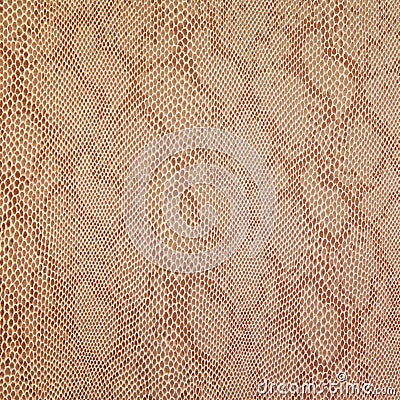 Snake skin texture Stock Photo