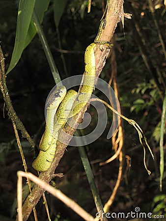 Snake Sri Lanka Stock Photo