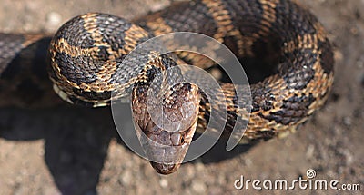 Snake strike pose Stock Photo