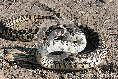 Snake striking Stock Photo
