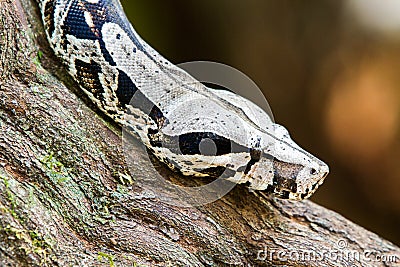 Snake on a tree branch Stock Photo