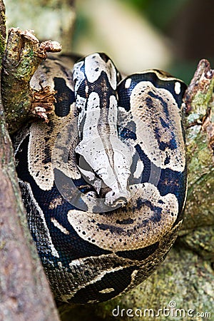 Snake on a tree branch Stock Photo