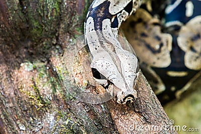 Snake on a tree branch Stock Photo