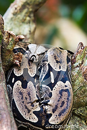 Snake on a tree branch Stock Photo