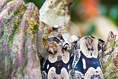 Snake on a tree branch Stock Photo