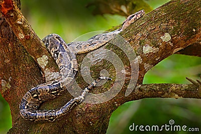 Snake on the tree trunk. Boa constrictor snake in the wild nature, Belize. Wildlife scene from Central America. Boa constrictor, f Stock Photo