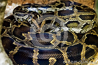 Snake. Stock Photo