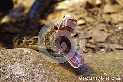 Snake yawn Stock Photo