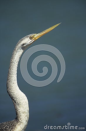 Snakebird Stock Photo