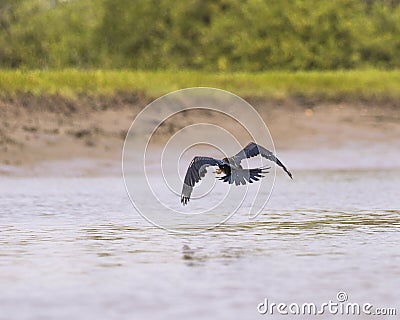 Snakebird flies away Stock Photo