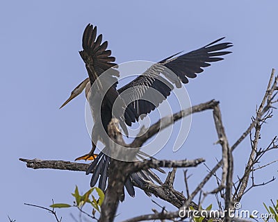 Snakebird landing Stock Photo