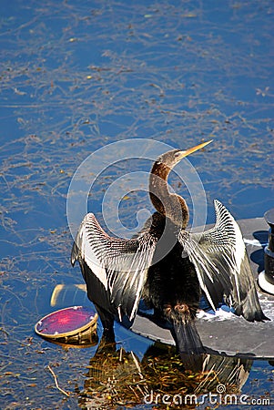 Snakebird Latin name Anhinga anhinga Stock Photo