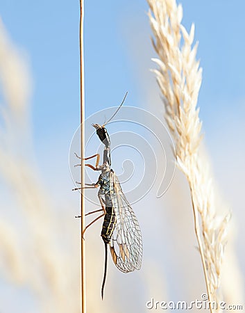 Snakefly climbing on grass Stock Photo