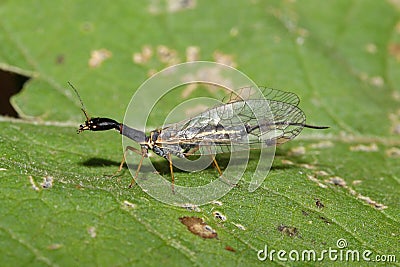 Snakefly (Dichrostigma flavipes) in a natural habitat Stock Photo