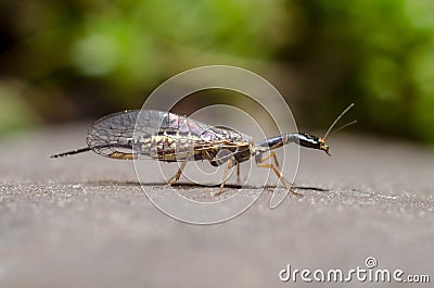 Snakefly insect with the order Raphidioptera Stock Photo
