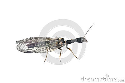 Snakefly Stock Photo