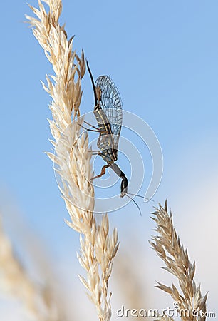 Snakefly rest on grass Stock Photo