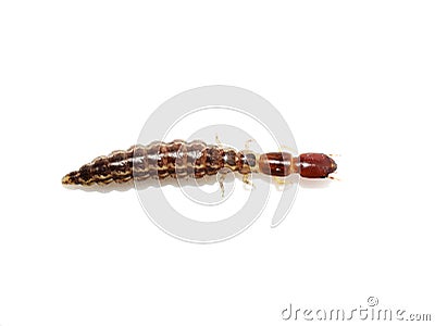 Rhapidioptera larvae snakefly on white Stock Photo