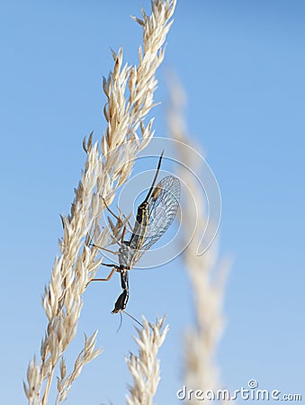 Snakefly sitting head over heels on wild dry grass Stock Photo