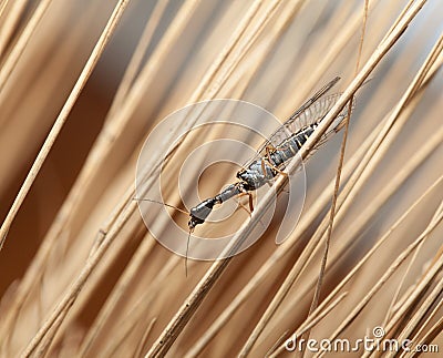 Snakefly among wild grass Stock Photo