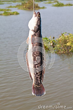 Snakehead fish Stock Photo