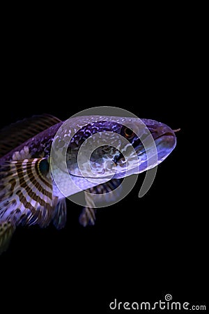 Snakehead fish have a beautiful color in the aquarium with a black background Stock Photo