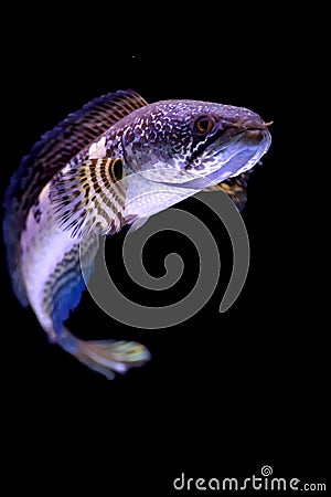 Snakehead fish have a beautiful color in the aquarium with a black background Stock Photo