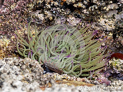 snakelocks anemone (Anemonia viridis) on a rock Stock Photo