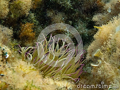 Snakelocks Anemone Stock Photo