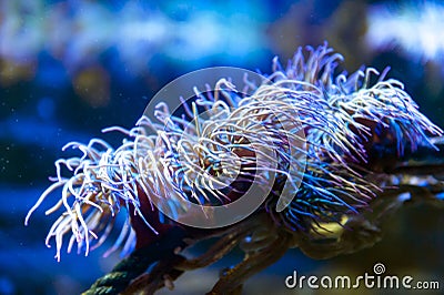 Snakelocks sea anemone Anemonia viridis, a marine coelenterate in a group of marine, predatory animals of order Actiniaria Stock Photo