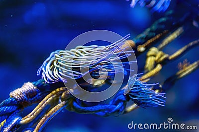 Snakelocks sea anemone Anemonia viridis, a marine coelenterate in a group of marine, predatory animals of order Actiniaria Stock Photo