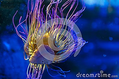 Snakelocks sea anemone Anemonia viridis, a marine coelenterate in a group of marine, predatory animals of order Actiniaria Stock Photo