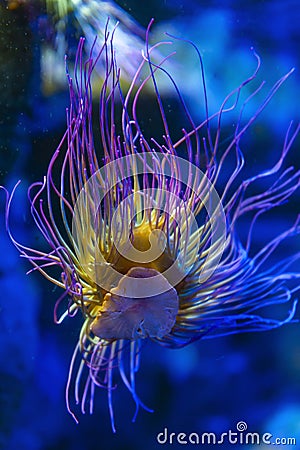 Snakelocks sea anemone Anemonia viridis, a marine coelenterate in a group of marine, predatory animals of order Actiniaria Stock Photo