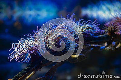 Snakelocks sea anemone Anemonia viridis, a marine coelenterate in a group of marine, predatory animals of order Actiniaria Stock Photo