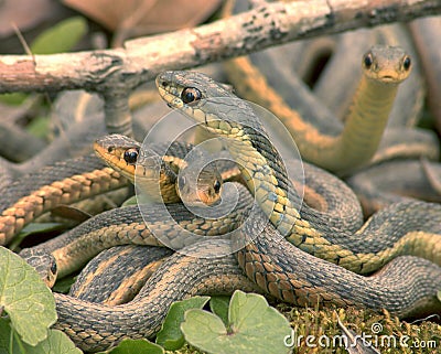 Snakes Stock Photo